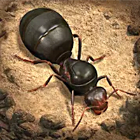 The-Ants-Underground-Kingdom